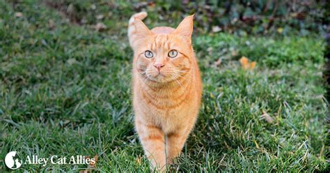 Allie Cat .